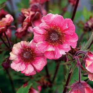 Close-up of red, pink geum flowers on TEMPO™ Rose Geum.