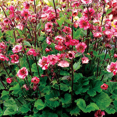 Perennial foliage of TEMPO™ Rose Geum (Geum x 'TNGEUTR') in a garden setting.