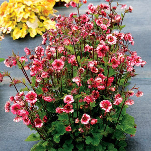 TEMPO™ Rose Geum (Geum x 'TNGEUTR'), a perennial featuring red, pink flowers and perennial.