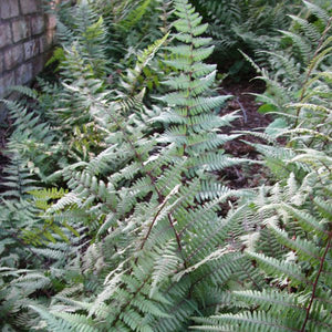 Detail view of Ghost Fern (Athyrium x 'Ghost') showing plant structure and foliage.