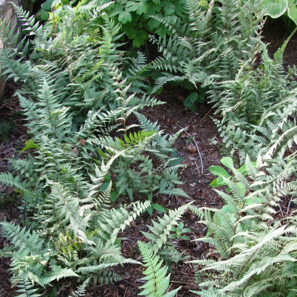 Ghost Fern (Athyrium x 'Ghost'), a perennial featuring perennial and clumping form.