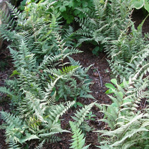 Ghost Fern (Athyrium x 'Ghost'), a perennial featuring perennial and clumping form.