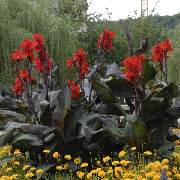Giant Black Knight Canna - Nature Hills Nursery - 6 Pack Bulbs - 