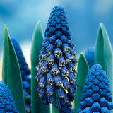 Giant Cobalt Blue Grape Hyacinth - Nature Hills Nursery - 25 Pack Bulbs - 