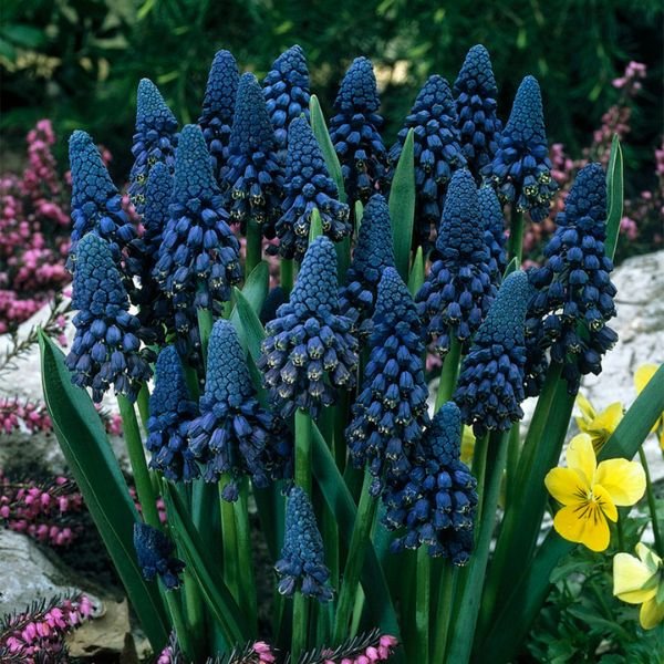 Giant Cobalt Blue Grape Hyacinth - Nature Hills Nursery - 25 Pack Bulbs - 