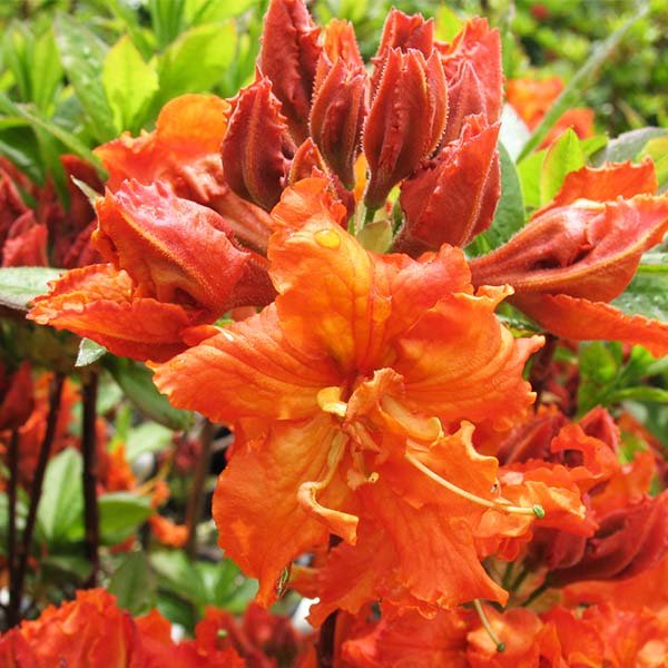 Gibraltar Azalea | Buy at NatureHills.com