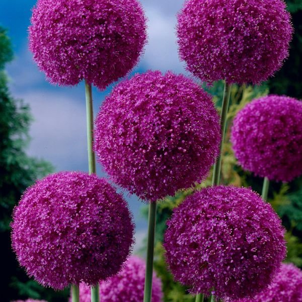 Giganeum Allium - Nature Hills Nursery - Single Pack - 