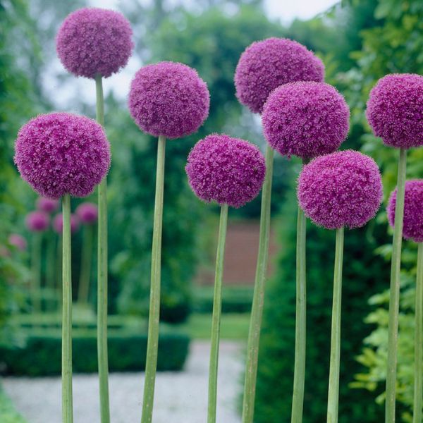Giganeum Allium - Nature Hills Nursery - Single Pack - 