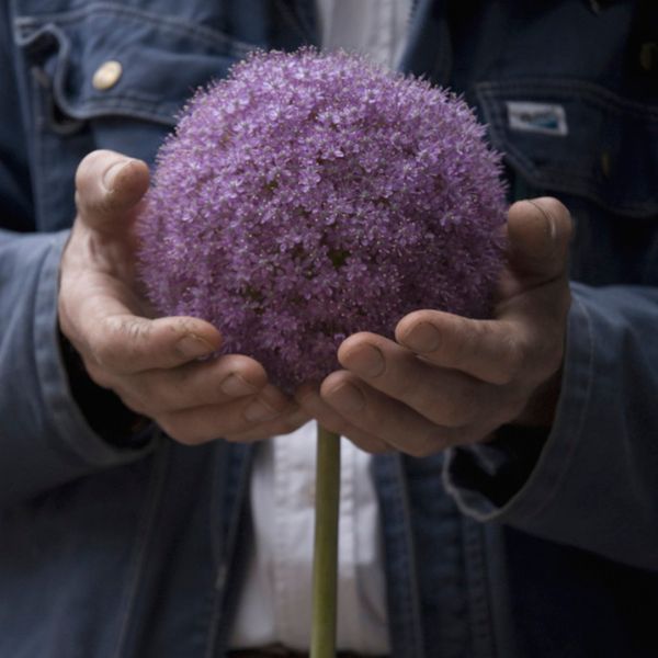 Giganeum Allium - Nature Hills Nursery - Single Pack - 