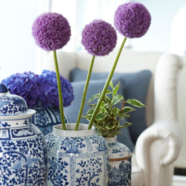 Giganeum Allium - Nature Hills Nursery - Single Pack - 
