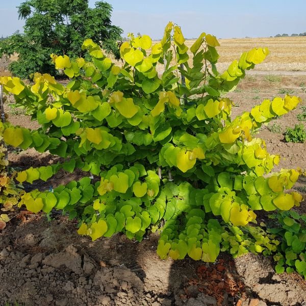 Gilded Hearts Redbud - Nature Hills Nursery - #5 Container 3 - 4 Feet Single Stem - 