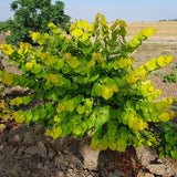 Gilded Hearts Redbud - Nature Hills Nursery - #5 Container 3 - 4 Feet Single Stem - 