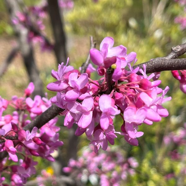 Gilded Hearts Redbud - Nature Hills Nursery - #5 Container 3 - 4 Feet Single Stem - 