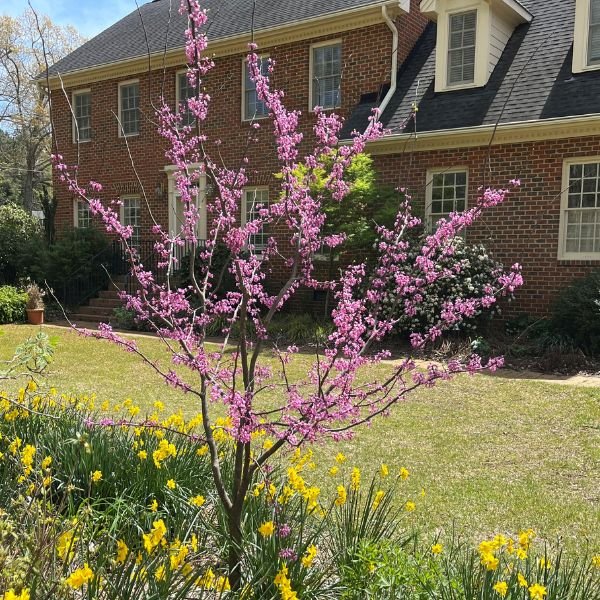 Gilded Hearts Redbud - Nature Hills Nursery - #5 Container 3 - 4 Feet Single Stem - 