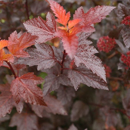 Top 10 Ninebark Shrubs for Stunning Landscapes