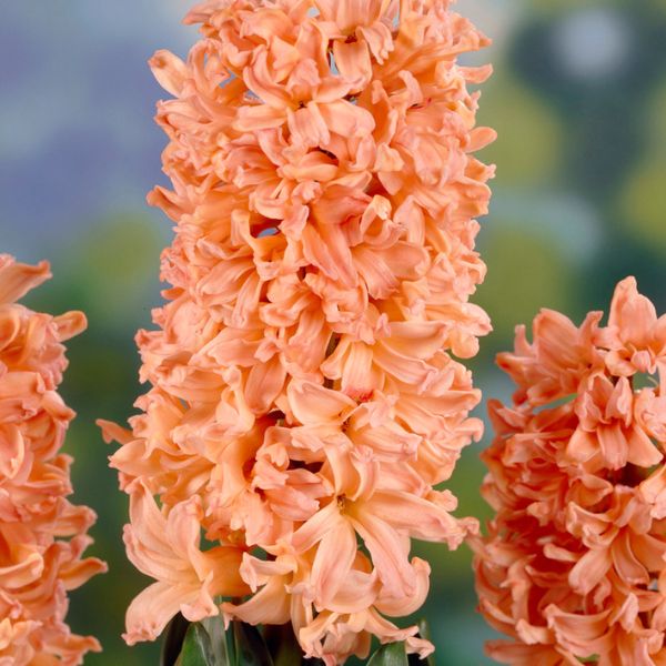 Gipsy Queen Hyacinth - Nature Hills Nursery - 5 Pack Bulbs - 
