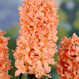 Gipsy Queen Hyacinth - Nature Hills Nursery - 5 Pack Bulbs - 