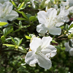 Girard's Pleasant White Azalea - Nature Hills Nursery - #3 Container - 