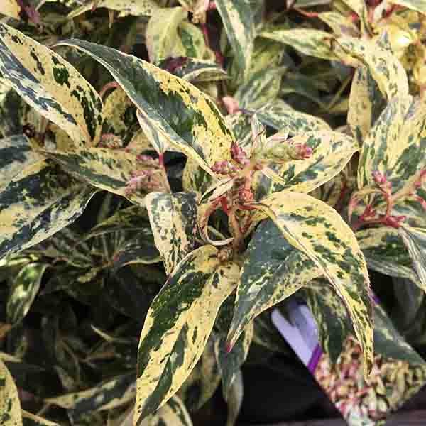 Girard's Rainbow Leucothoe - Nature Hills Nursery - #1 Container - 
