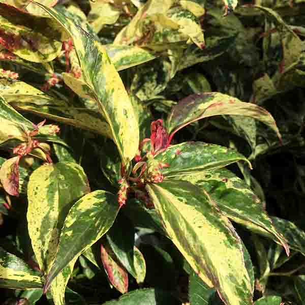Girard's Rainbow Leucothoe - Nature Hills Nursery - #1 Container - 