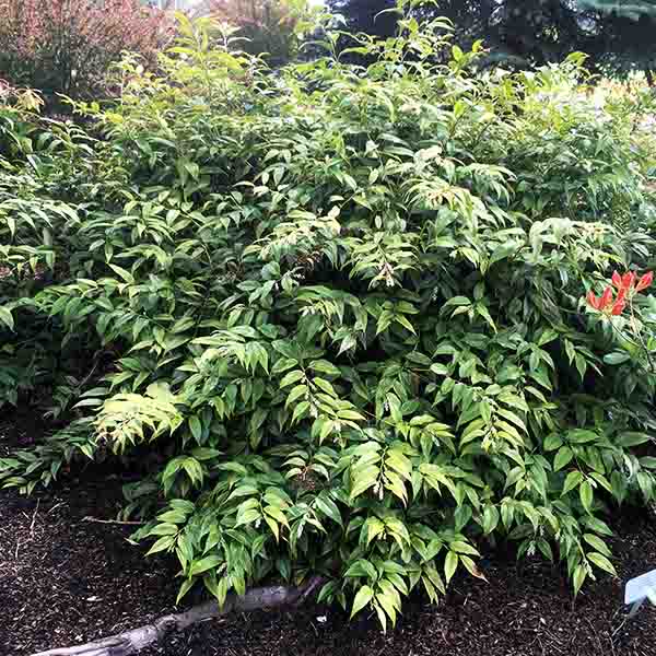 Girard's Rainbow Leucothoe - Nature Hills Nursery - #1 Container - 
