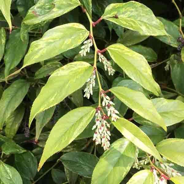 Girard's Rainbow Leucothoe - Nature Hills Nursery - #1 Container - 