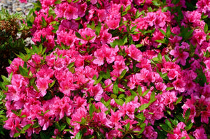Girard's Renee Michelle Evergreen Azalea - Bush - Nature Hills Nursery - 3 Container - 