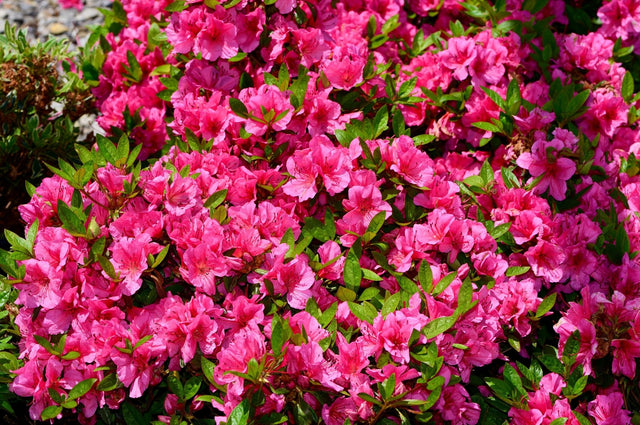 Girard's Renee Michelle Evergreen Azalea - Bush - Nature Hills Nursery - 3 Container - 