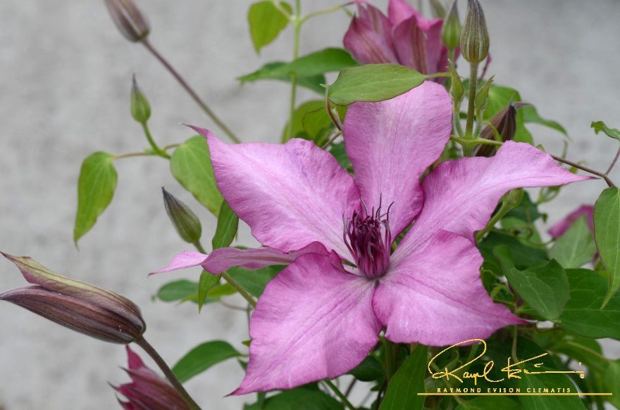 Giselle™ Clematis