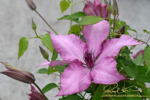 Giselle™ Clematis