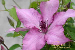 Giselle™ Clematis