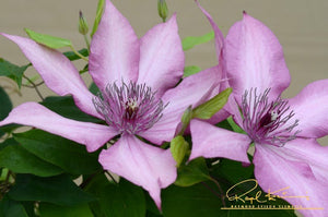 Giselle™ Clematis