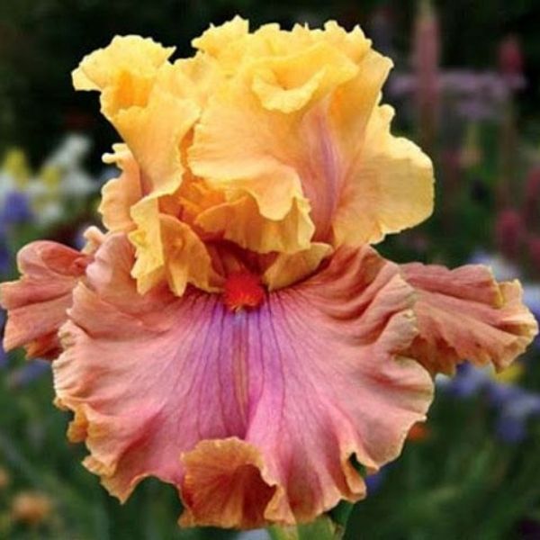 Glamazon Tall Bearded Iris - Nature Hills Nursery - Bare Root Iris - 