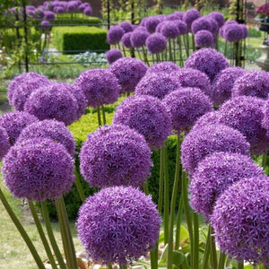 Globemaster Allium - Nature Hills Nursery - 2 Pack Bulbs - 
