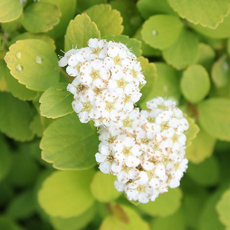 Glow Girl&reg; Spirea