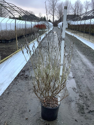 Goat Willow shrub in black nursery container displaying characteristic fuzzy silver-white catkins on bare brown branches in commercial greenhouse.
