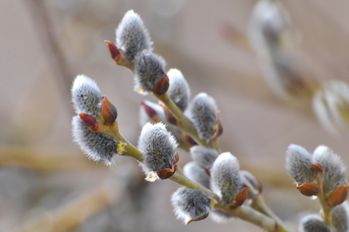 Goat willow pussy willow catkins display silvery-gray fuzzy buds with reddish-brown bud scales on green stems in early spring emergence stage.