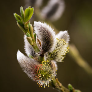 Goat Willow displaying silvery-gray pussy willow catkins with bright yellow stamens emerging from fuzzy scales alongside fresh green leaves in early.