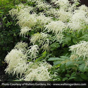 Close-up of white aruncus flowers on Goat's Beard blooming in early summer to late summer.