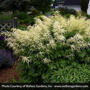 Goat's Beard (Aruncus dioicus), a perennial featuring white flowers and perennial.