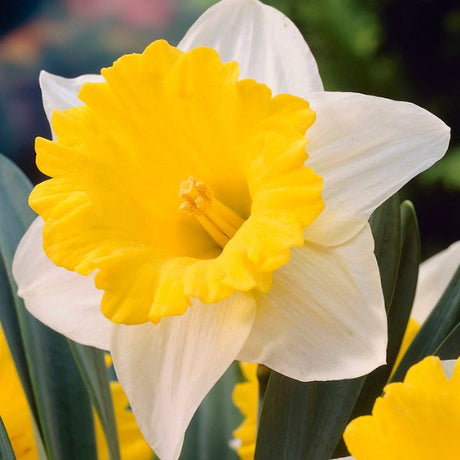 Goblet Daffodil - Bulbs - Nature Hills Nursery - 12 Pack Bulbs - 