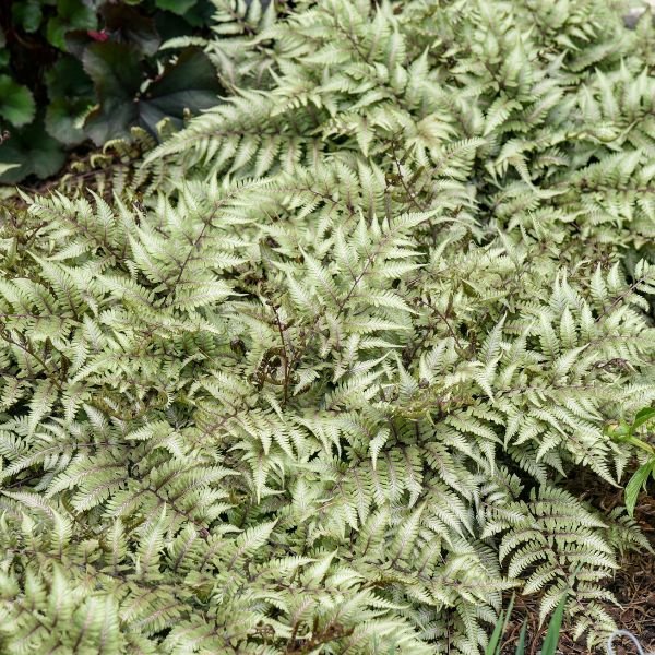 Detail view of Godzilla Japanese Painted Fern (Athyrium 'Godzilla') showing plant structure and foliage.
