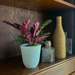 Goeppertia Insignis Rattlesnake Plant in a 4 inch pot