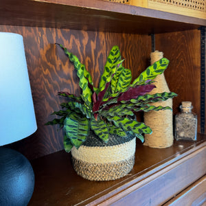 Goeppertia Insignis Rattlesnake Plant in a 6 inch pot