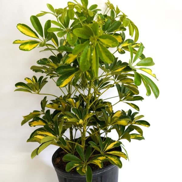 Gold Capella Umbrella Plant - Houseplant - Nature Hills Nursery - 3 Container - 