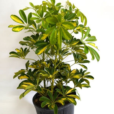Gold Capella Umbrella Plant - Houseplant - Nature Hills Nursery - 3 Container - 