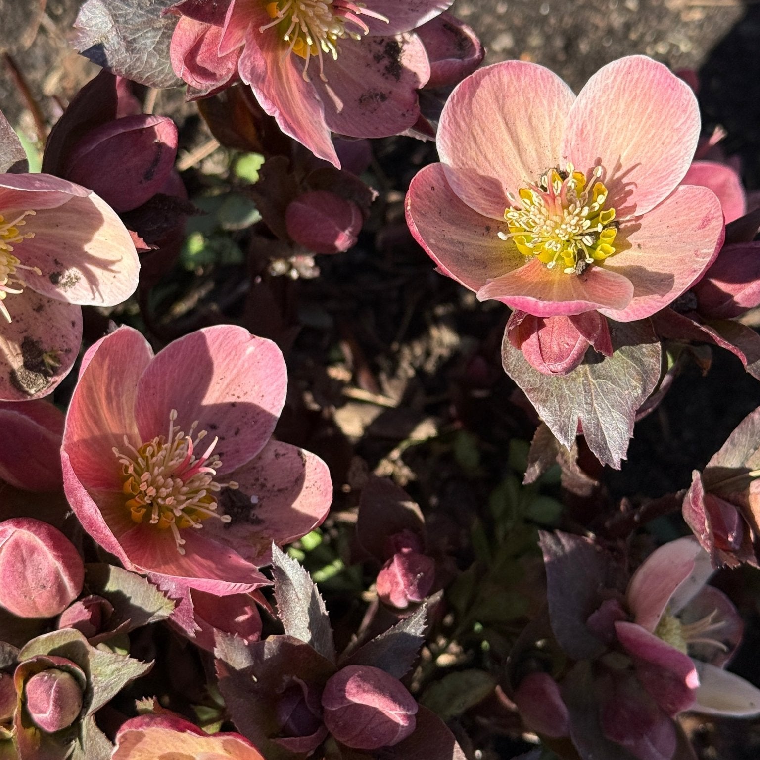 lenten rose seed Gold Collection Merlin Hellebore
