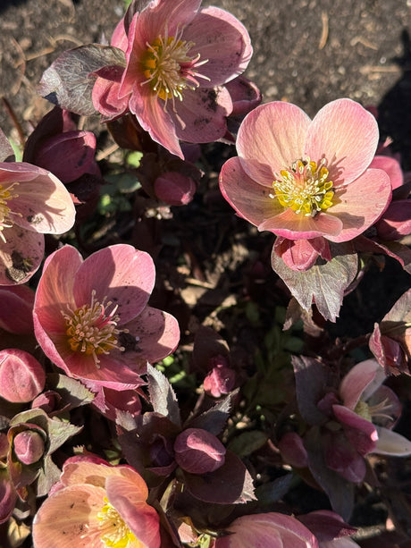Pink blooms of Gold Collection Merlin Lenten Rose helleborus with yellow stamens growing low to the ground in early spring.
