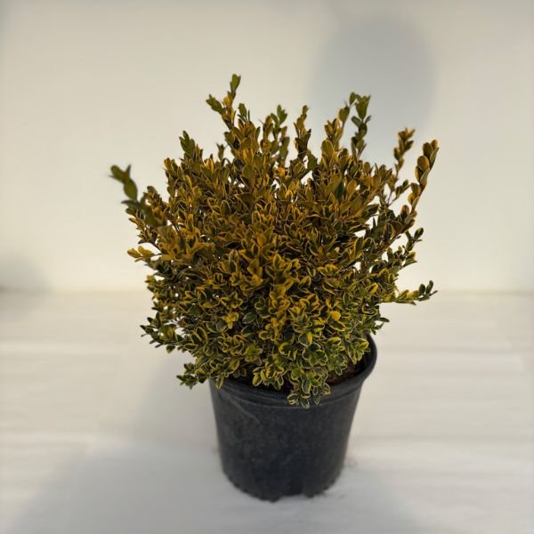 Broad-Leaved Evergreen foliage of Gold Gem Boxwood (Buxus x 'Gold Gem') in a garden setting.