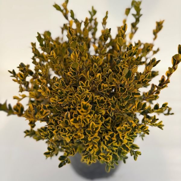 Gold Gem Boxwood shrub with dense variegated yellow and green foliage growing in a gray nursery container.